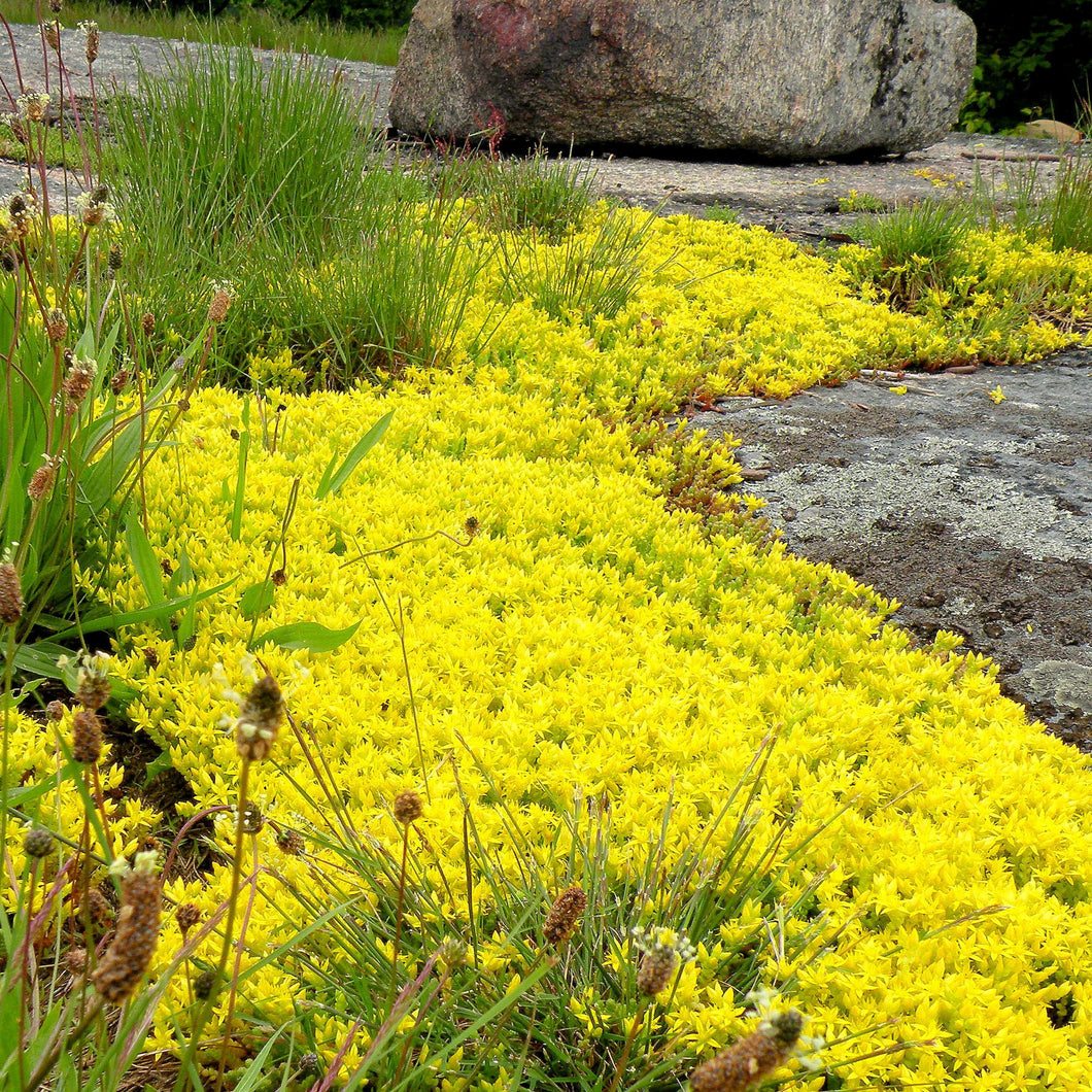 a plant grown from a round yellow seed Sedum Acre Yellow Ornamental Groundcover Seeds – SEEDTOPIA