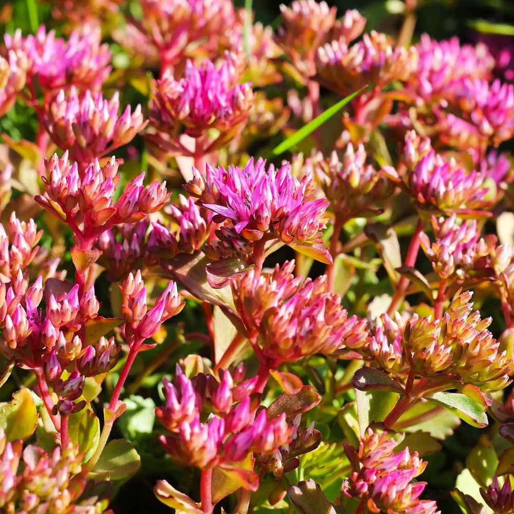 Purple Sedum Ground Cover Purple sedum ground cover