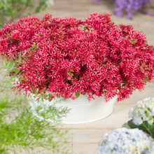 Load image into Gallery viewer, Sedum Red Dragon&#39;s Blood Ornamental Groundcover Seeds
