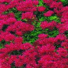 Load image into Gallery viewer, Sedum Red Dragon&#39;s Blood Ornamental Groundcover Seeds
