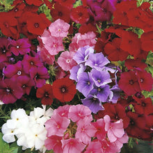 Load image into Gallery viewer, Phlox &quot;Beauty Dwarf&quot; Flower Seeds
