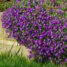 Load image into Gallery viewer, Purple Rock Cress Ornamental Groundcover Seeds
