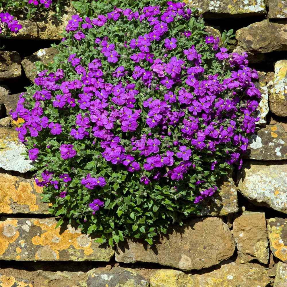 Purple Rock Cress Ornamental Groundcover Seeds