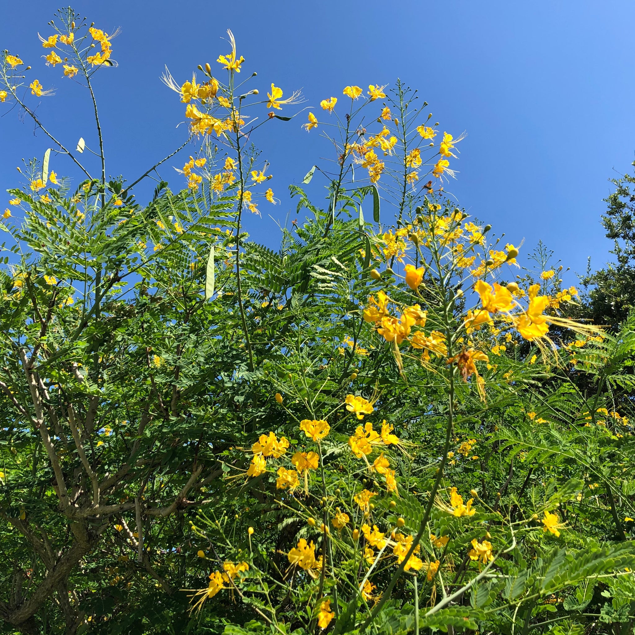 Mexican Yellow Bird of Paradise Plant Seeds – SEEDTOPIA