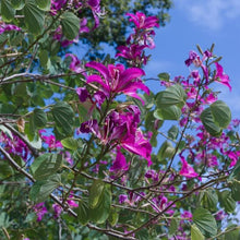 Load image into Gallery viewer, Hong Kong Orchid Tree Seeds
