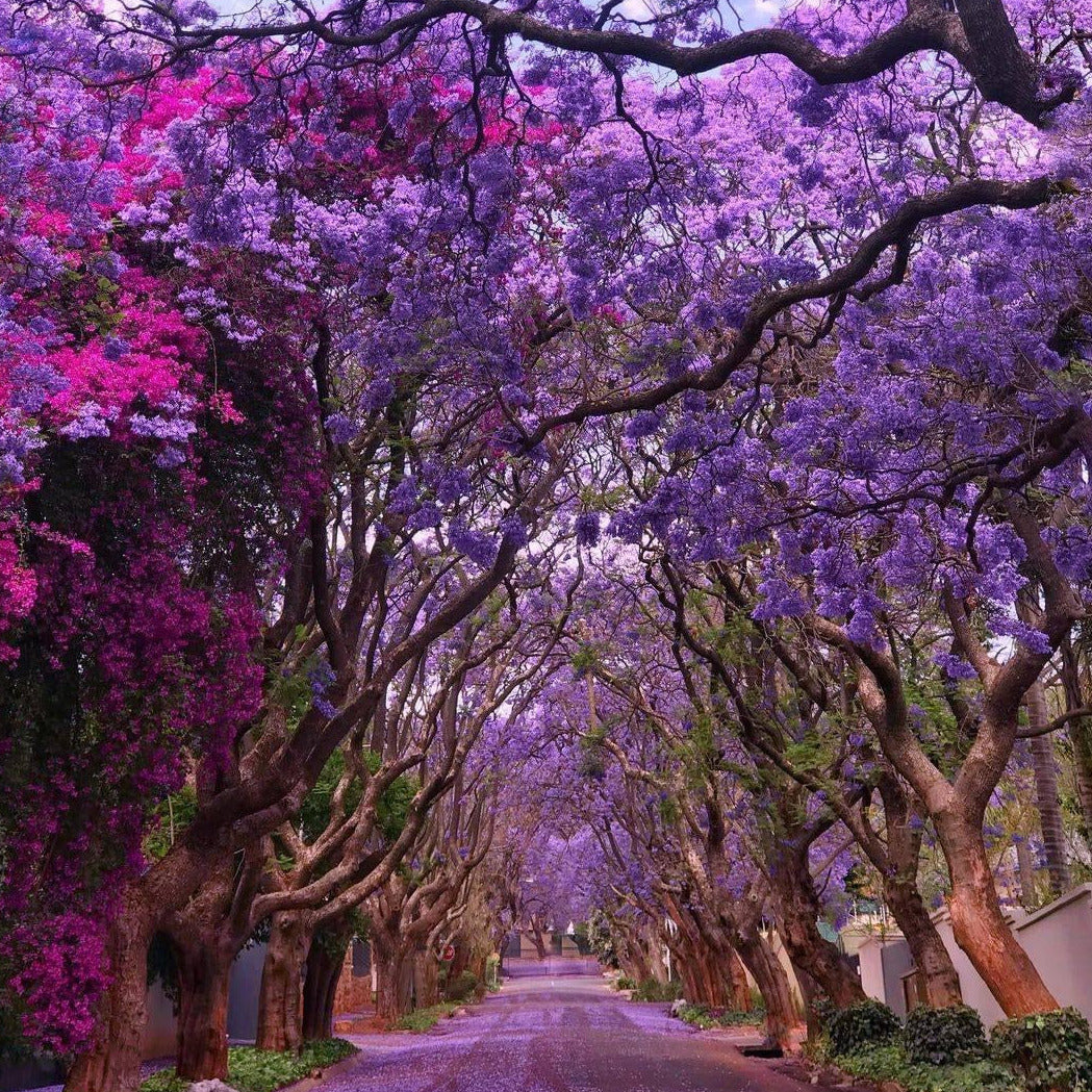50 Royal Empress Tree Bonsai Seeds – Fast Growing, For Indoor/Outdoor Planting