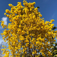 Load image into Gallery viewer, Golden Trumpet Tabebuia Tree Seeds
