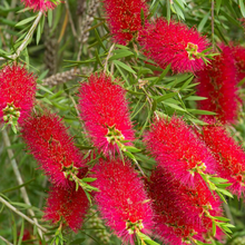 Load image into Gallery viewer, Bottlebrush Tree Seeds
