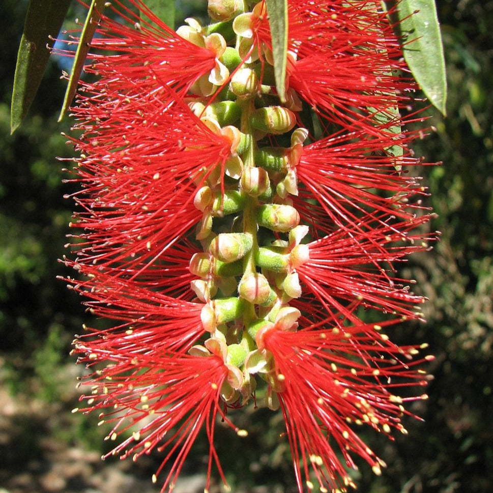 Bottlebrush Tree Seeds – SEEDTOPIA
