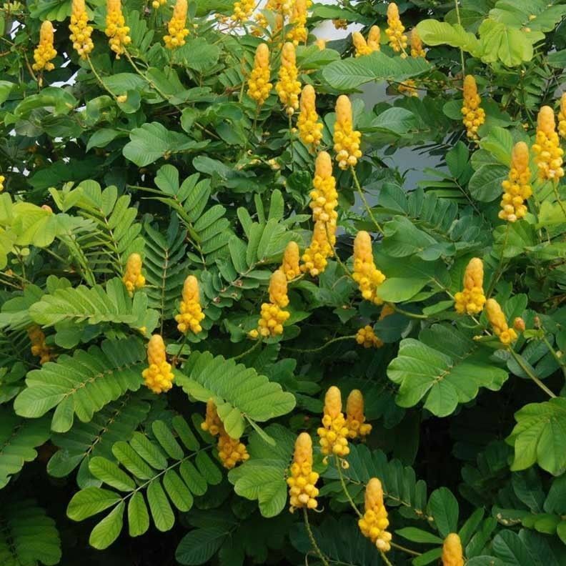 candlestick plant seed pods Candlestick Cassia Plant Seeds – SEEDTOPIA