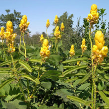 Load image into Gallery viewer, Candlestick Cassia Plant Seeds
