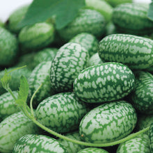 Load image into Gallery viewer, Organic Cucamelon Sour Gherkin Plant Seeds
