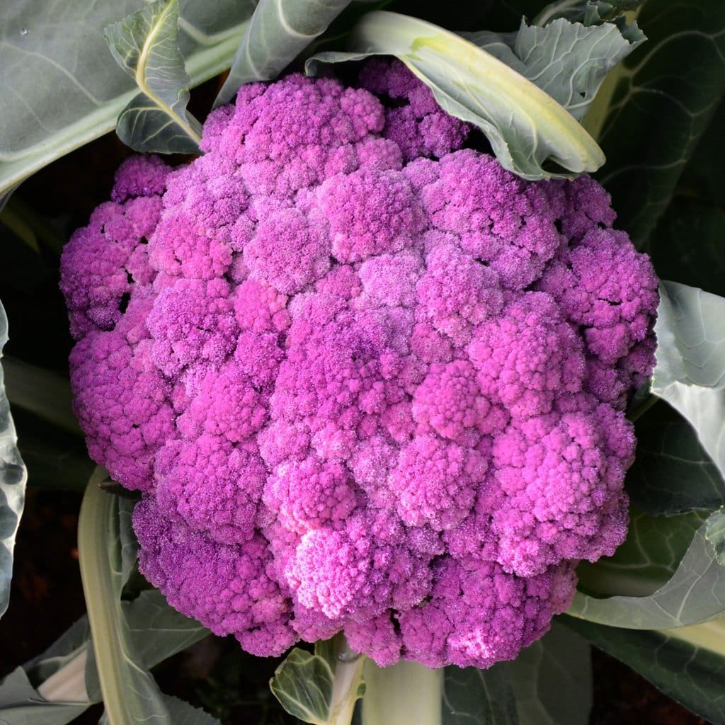 Organic Purple of Sicily Cauliflower Plant Seeds