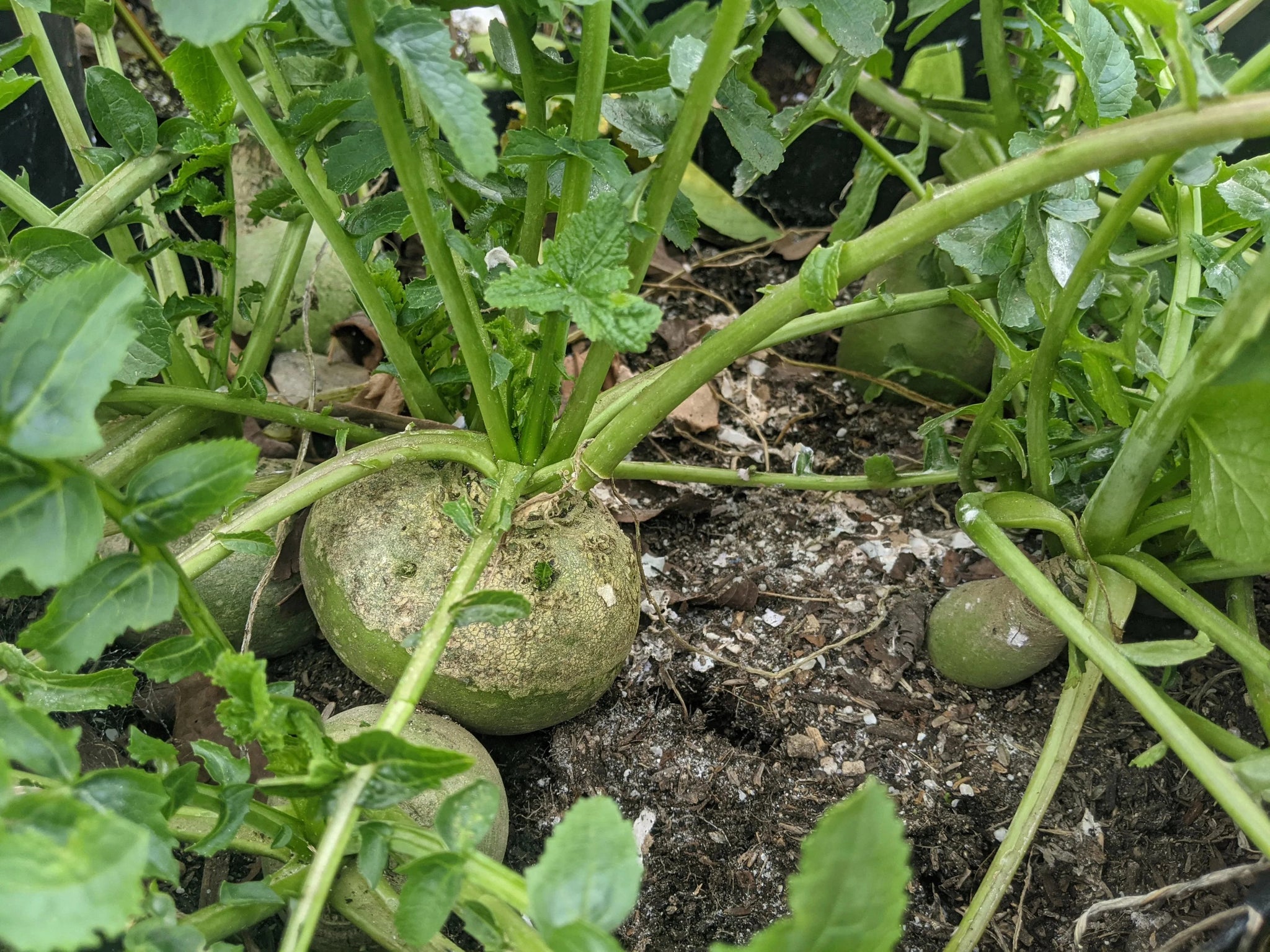 wasabi plant seeds for sale Organic Japanese Wasabi Radish Plant Seeds