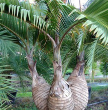 Load image into Gallery viewer, Bottle Palm Tree Seeds
