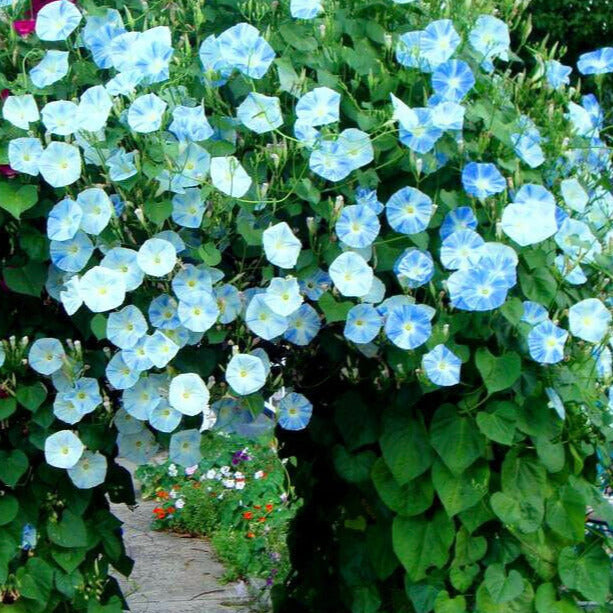 flying saucer plant Flying Saucer Morning Glory Plant Seeds