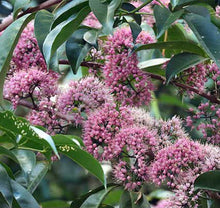 Load image into Gallery viewer, Pink Euodia Doughwood Tree Seeds
