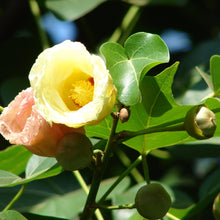 Load image into Gallery viewer, Portia Tulip Tree Seeds

