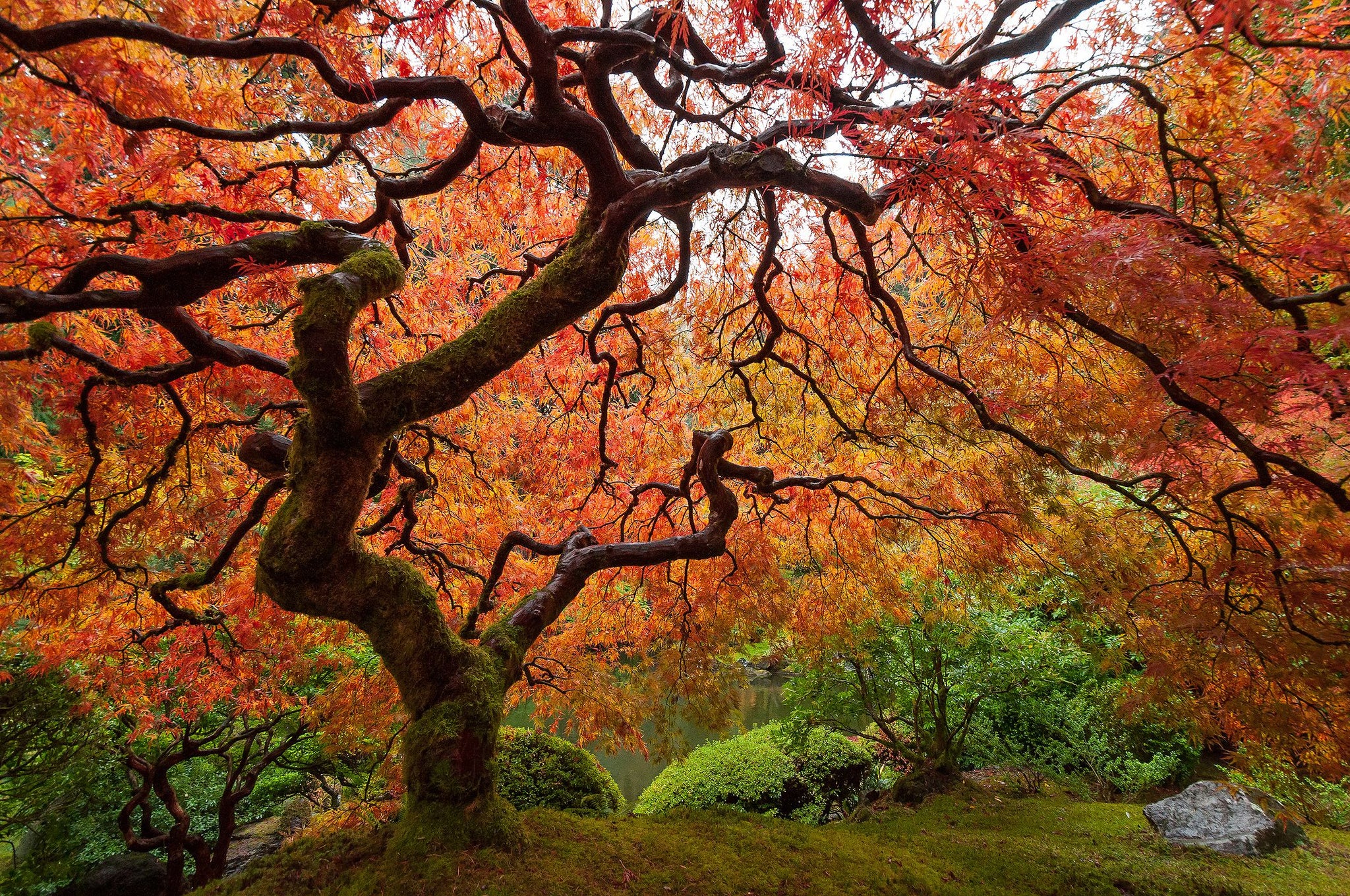 Japanese Amur Maple Tree Seeds – SEEDTOPIA