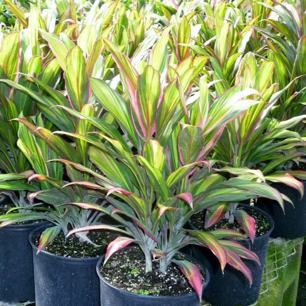 cordyline plant seeds Kiwi Cordyline Ti Plant Seeds