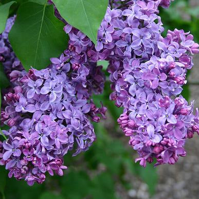 lilac flower seeds Common Lilac Tree Seeds – SEEDTOPIA