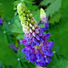 Load image into Gallery viewer, Lupine Flower Seeds
