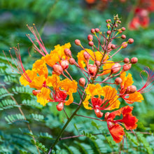 Load image into Gallery viewer, Pride of Barbados/Mexican Red Bird of Paradise Plant Seeds
