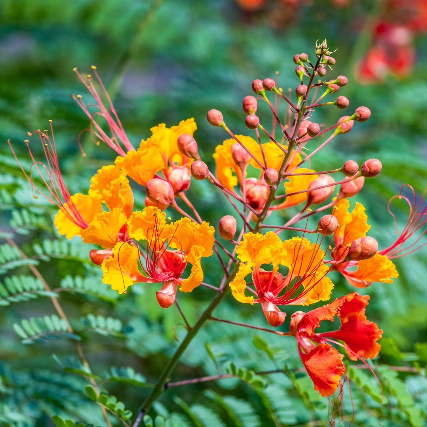 pride of barbados flower seeds Pride of Barbados/Mexican Red Bird of Paradise Plant Seeds – SEEDTOPIA