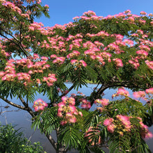 Load image into Gallery viewer, Mimosa Tree Seeds
