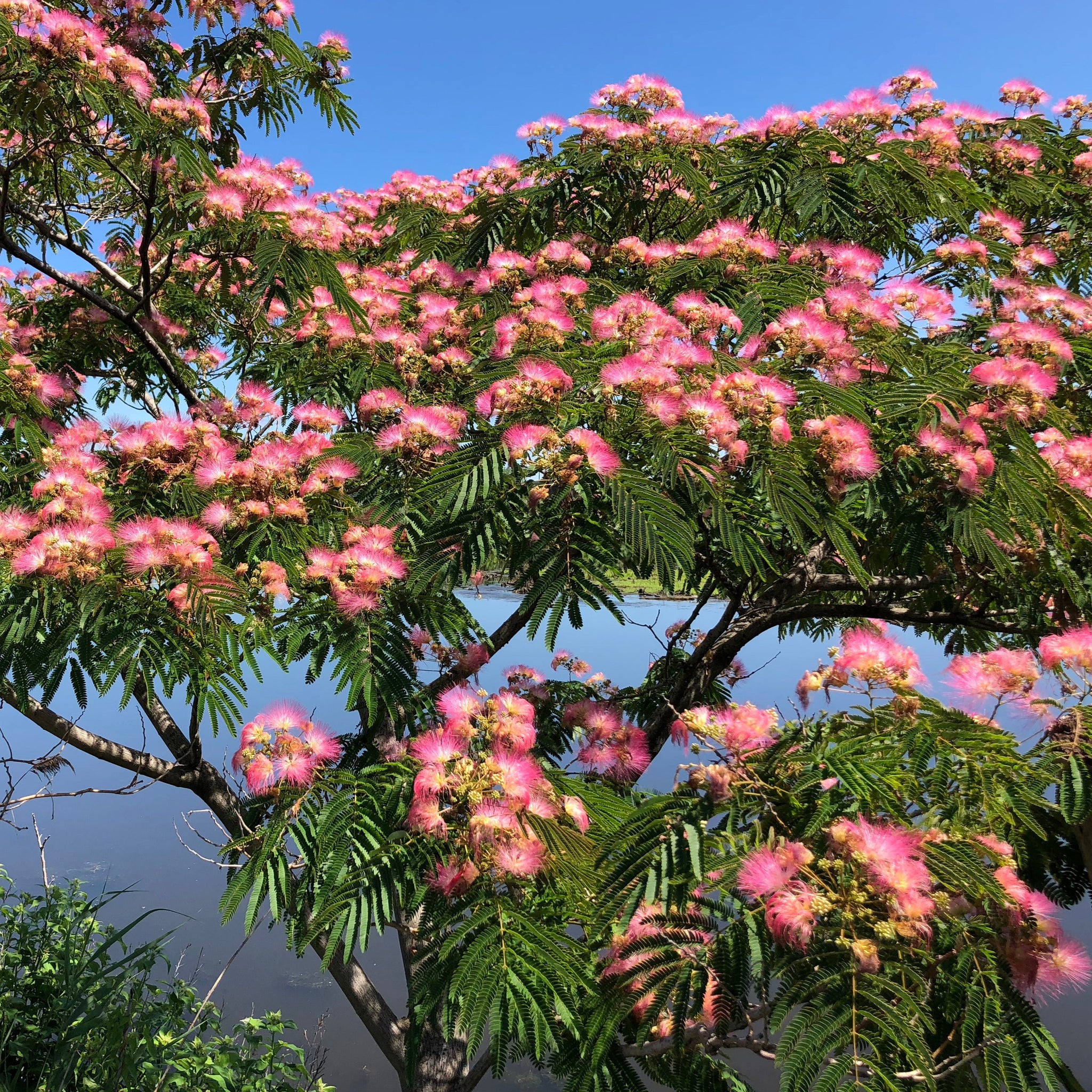 Mimosa Tree Seeds  SEEDTOPIA
