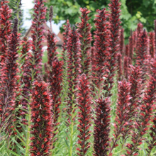 Load image into Gallery viewer, Red Viper&#39;s Bugloss Plant Seeds
