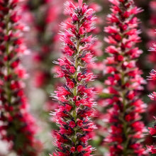 Load image into Gallery viewer, Red Viper&#39;s Bugloss Plant Seeds
