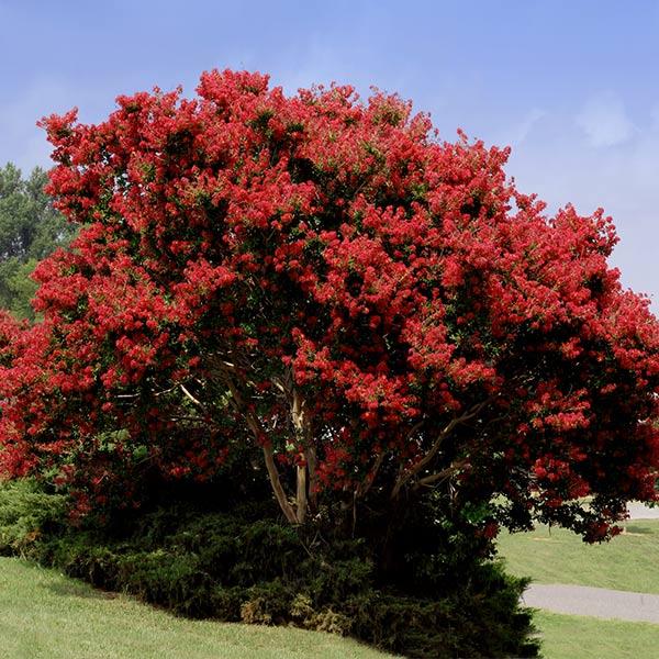 Crepe Myrtle Tree Seeds (Red)