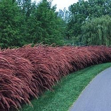 Load image into Gallery viewer, Red Fountain Ornamental Grass Seeds
