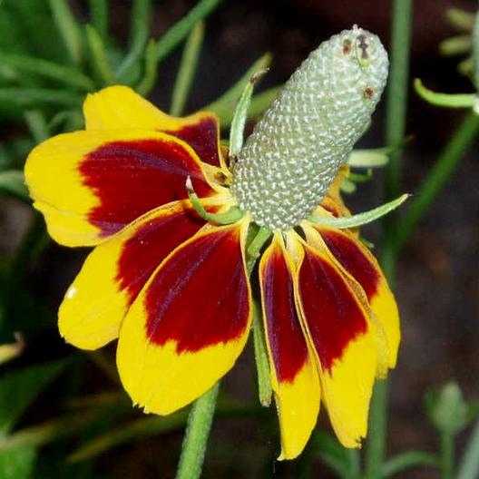 Mexican Hat Flower Seeds