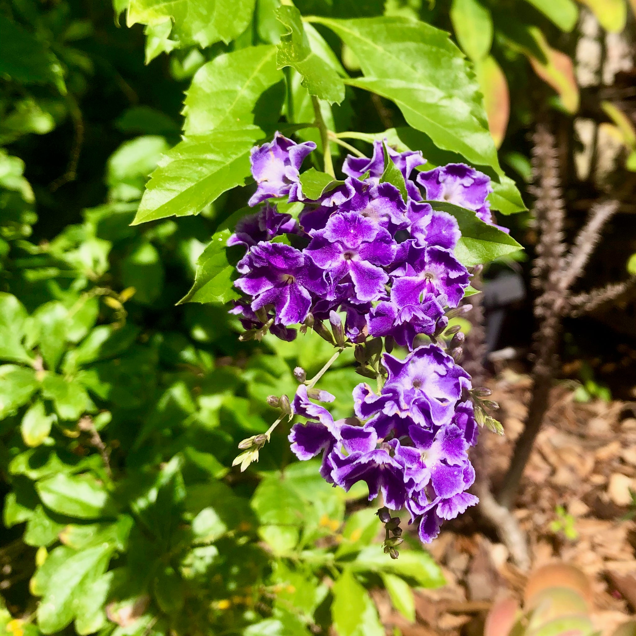 duranta plant seeds Sapphire Shower Duranta Plant Seeds – SEEDTOPIA