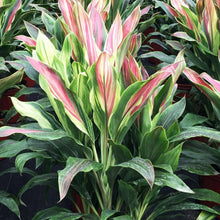 Load image into Gallery viewer, Sherbert Cordyline Ti Plant Seeds
