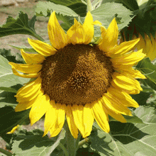 Load image into Gallery viewer, Sunspot Sunflower
