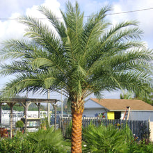 Load image into Gallery viewer, Sylvester Palm Tree
