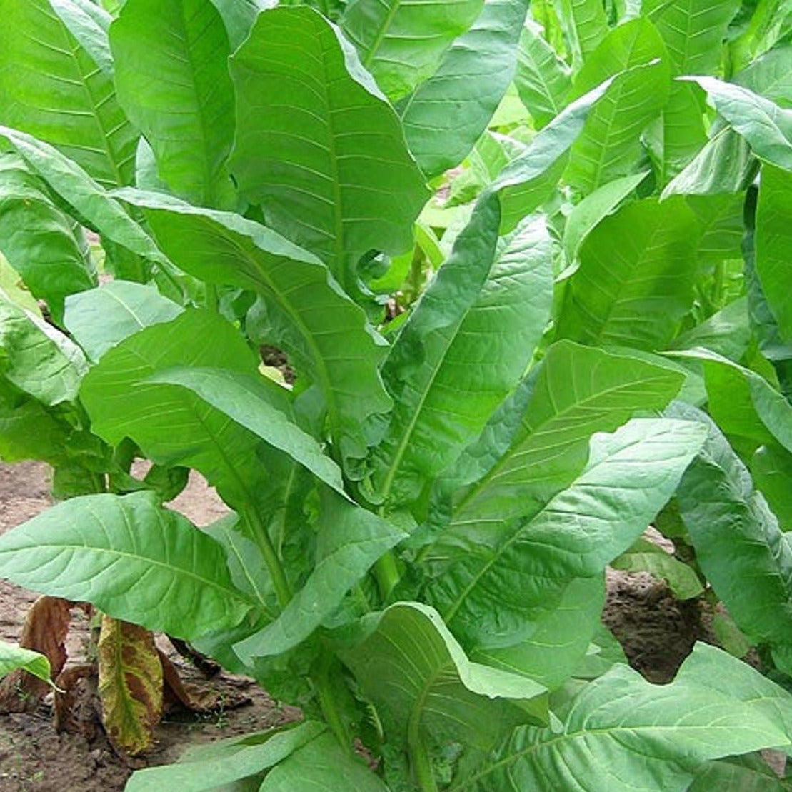 tobacco seeds for planting Tobacco Seeds - Havana 608 - Packet of 100 Seeds - Nicotiana tabacum - Non-GMO, Open Pollinated Heirloom - Tobacco Garden Seeds