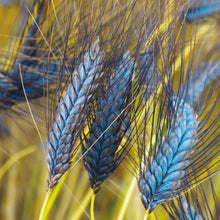 Load image into Gallery viewer, Utrecht Blue Wheat Ornamental Grass Seeds

