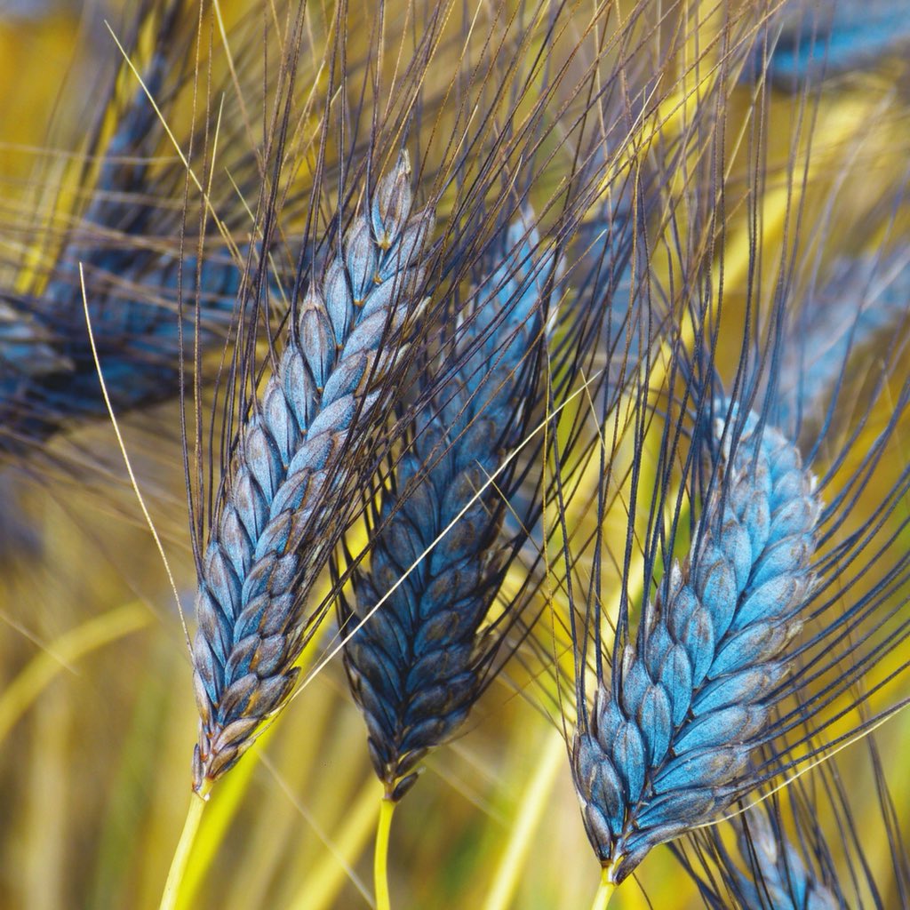 Utrecht Blue Wheat Ornamental Grass Seeds