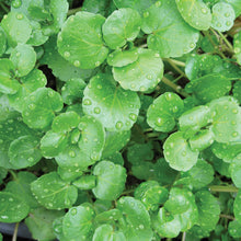 Load image into Gallery viewer, Organic Watercress Plant Seeds
