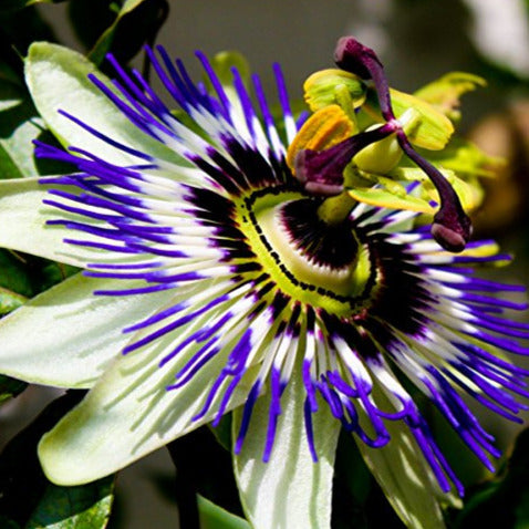 blue crown passion flower seeds Blue Crown Passion Flower Seeds