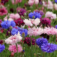 Load image into Gallery viewer, Bachelor Button &quot;Cyanus Double&quot; Flower Seeds
