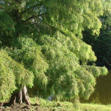 Load image into Gallery viewer, Bald Cypress Tree Seeds
