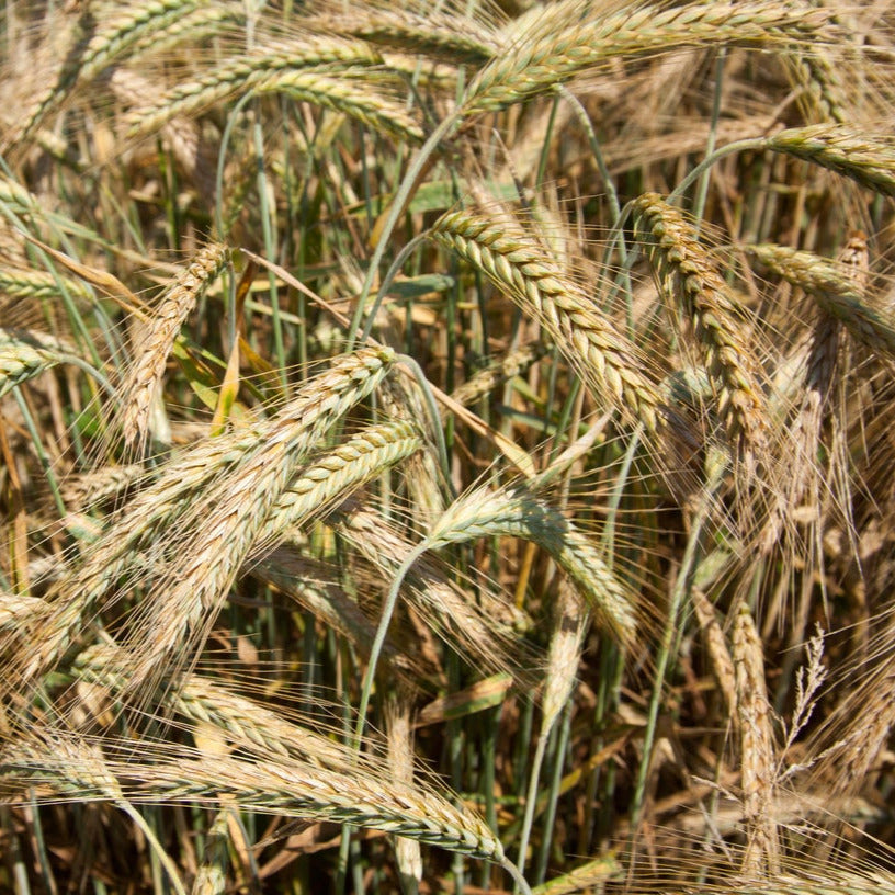 Barley Grass Seeds