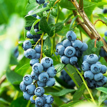 Load image into Gallery viewer, Organic Blueberry Bush Plant Seeds
