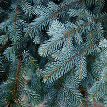 Load image into Gallery viewer, Blue Spruce Tree Seeds
