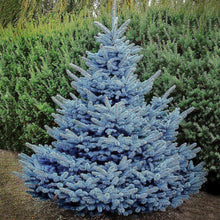 Load image into Gallery viewer, Blue Spruce Tree Seeds
